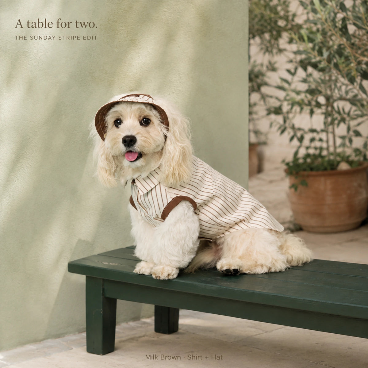 A dog wearing the Milk Brown Sunday Stripe Dog Shirt with the matching hat.