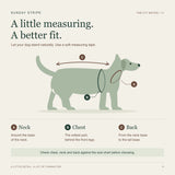 How to measure a dog's neck, widest chest and back from the base of the neck to the base of the tail.