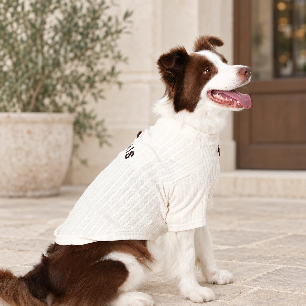 Side view of a border collie wearing a cream cable-knit pet top with mocha embroidery.