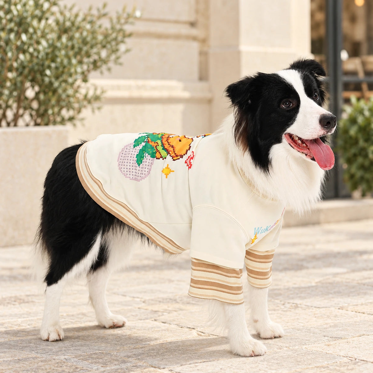 Black-and-white Border Collie wearing a cream pet top with oat-striped layered sleeves on a warm stone street. AI-edited lifestyle setting.